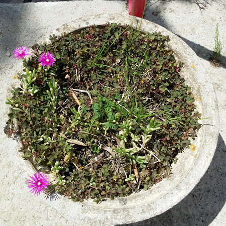 délosperma à 15h